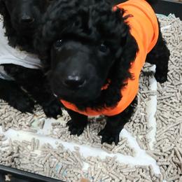 Orange - Black female Poodle puppy in Big Rapids, Michigan from Meeker's Ridge Standard Poodles