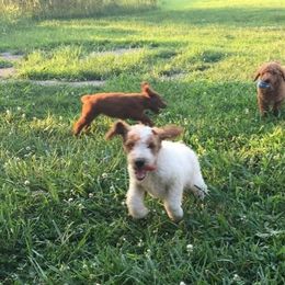 Poodle Puppies from Rondie's Reds