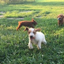 Poodle Puppies from Rondie's Reds