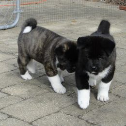 Akita Puppies from Tanager Akitas