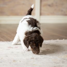 Poodle Puppies from Setting the Standard Poodles