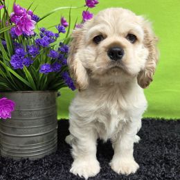 Festus - Buff Cocker Spaniel puppy in Greers Ferry, Arkansas from Lake Area Cuddly Cockers