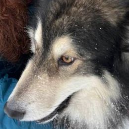 Alaskan Malamutes from The Flying Buffalo's Alaskan Malamute Ranch