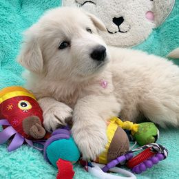 German Shepherd and White Shepherd Puppies from Scenic Creek German Shepherds