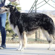 Yaro - Borzoi