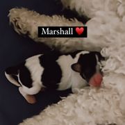Marshall - Tri-color Cavachon puppy in Charlestown, Indiana from Nuni Pups