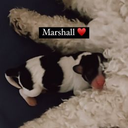Marshall - Tri-color Cavachon puppy in Charlestown, Indiana from Nuni Pups