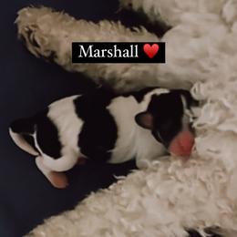 Marshall - Tri-color Cavachon puppy in Charlestown, Indiana from Nuni Pups