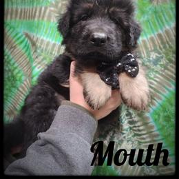 Mouth - Black and tan male German Shepherd puppy in Fort Jennings, Ohio from Von Holtzapple German shepherds