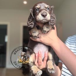 Brown Collar - Chocolate and cream female Dachshund puppy in Beaver, Pennsylvania from Meaden’s Mini Dachshunds