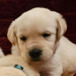 Black - Yellow male Labrador Retriever puppy in Siloam Springs, Arkansas from Karemy Kennels (Karemy Labradors)