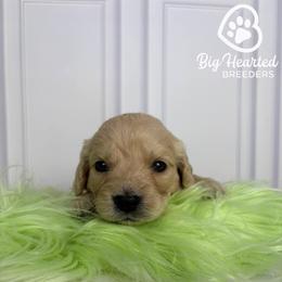 Buzz - Cream male Companion Cross puppy in Utah County, Utah from Big Hearted Breeders
