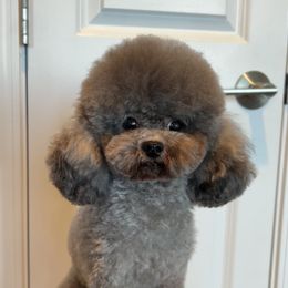 Ting Ting - Poodle