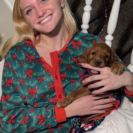 William aka Will - Mahogany male Irish Setter puppy in Orem, Utah from Utah Irish Setters