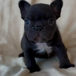 Hudson - Black male French Bulldog puppy in Porter, Texas from Whatabulldog