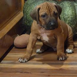 Ajax - Rd whtn blk nose male Rhodesian Ridgeback puppy in Gaffney, South Carolina from Circle D Farms