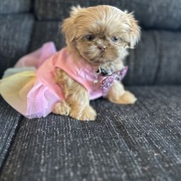 Poodle and Shih Tzu Puppies from Royalti Pups