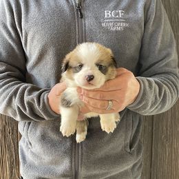 Winnie - Male 4 - Fawn male Pembroke Welsh Corgi puppy in Jefferson, South Carolina from Blue Creek Farms