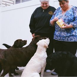 Labrador Retrievers from Brooklyn Labradors