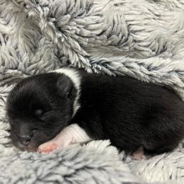 Connie - Black parti female Pomeranian puppy in Jefferson City, Missouri from MJ’s Pomeranians