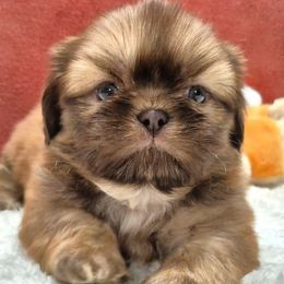 TREVOR - Red male Shih Tzu puppy in Candler, North Carolina from Pup-Tzu WNC