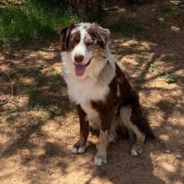 Monkee - Australian Shepherd