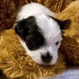 Assorted Doodle Crosses, Double Doodle, Maltipoo, Morkie, and Yorkipoo Puppies from Danza Bolo