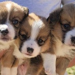 Pembroke Welsh Corgis from Diamond O
