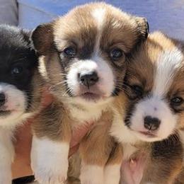 Pembroke Welsh Corgis from Diamond O