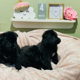Ariel - Black female German Shepherd puppy in Stanardsville, Virginia from Majestic K9 LLC