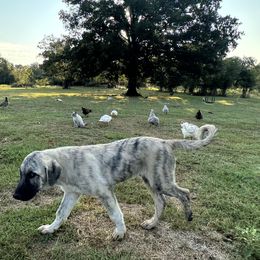 Anatolian Shepherd Dog puppies from Faithful & True Ranch