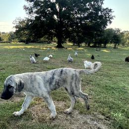 Anatolian Shepherd Dog puppies from Faithful & True Ranch