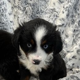 Miniature Australian Shepherd Puppies from B&B Mini Aussies