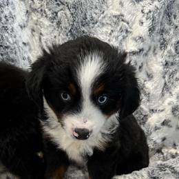 Miniature Australian Shepherd Puppies from B&B Mini Aussies