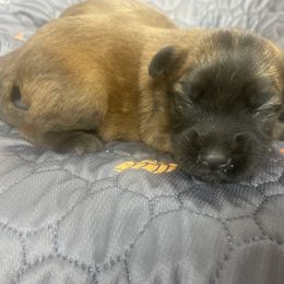 Mila - Wheaten female Soft Coated Wheaten Terrier puppy in Nokomis, Illinois from Windhill Wheatens