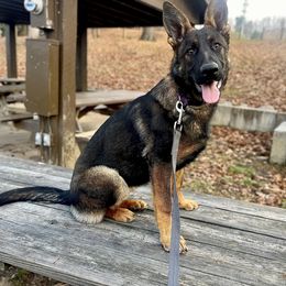 Girl 5 - Sable German Shepherd puppy in Princeton, West Virginia from Bright Haus German Shepherds