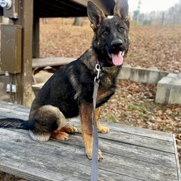 Girl 5 - Sable German Shepherd puppy in Princeton, West Virginia from Bright Haus German Shepherds