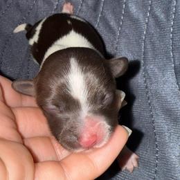 Girl 3 - Black and white female Havanese puppy in Reese, Michigan from Windy Hill Havanese