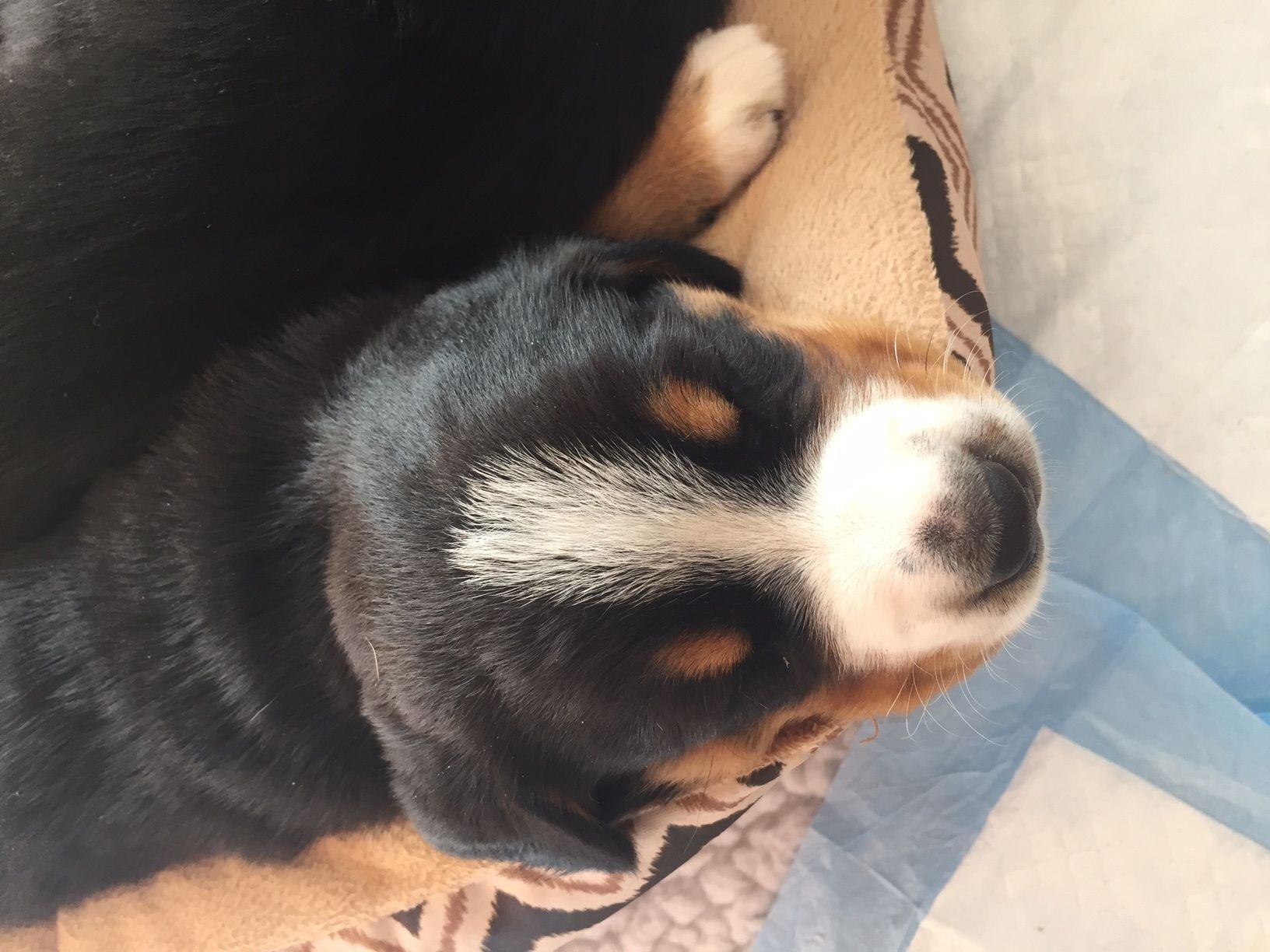 Entlebucher Mountain Dog Puppies from Royal Peak Entlebuchers