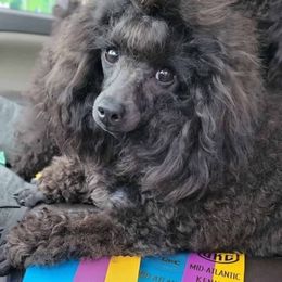 Poodle puppies from ROYAL VISTA