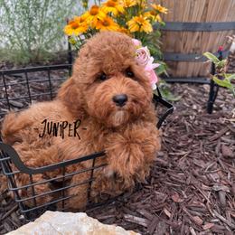 Bernedoodle, Cavalier King Charles Spaniel, Cavapoo, Goldendoodle, and Poodle Puppies from Gypsi Doodles & Poodles LLC.