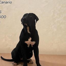 Girl - call name: cross - Fawn female Mastiff puppy in Racine, Wisconsin from FrontlineK9 Boarding & Training LLC
