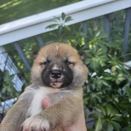 Zeus - Red male Shiba Inu puppy in Carpentersville, Illinois from Veronika's Shiba Inus