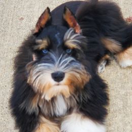 Teddy Bear - Miniature Schnauzer