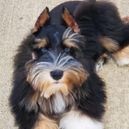 Teddy Bear - Miniature Schnauzer