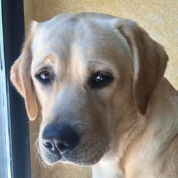 Labrador Retriever All Grown Up from Judy Sarao's Labs