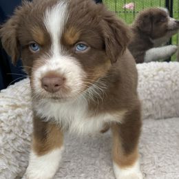 Australian Shepherd Puppies from Quiet Cove Kennels