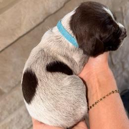 Blue - Brown and gray male Wirehaired Pointing Griffon puppy in Devine, Texas from Tombstone Kennels