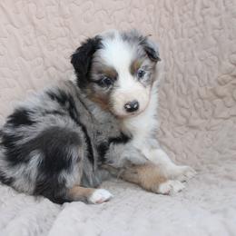 Tostito - Blue merle female Australian Shepherd puppy in Laurel, Mississippi from Reeves Australian Shepherds