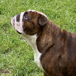 Bulldogs from McKenzie Bulldogs